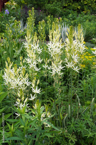 Vertical image of a drift of 'Sacajawea' camassia (Camassia leichtlinii 'Sacajawea'), with white flowers and white-variegated leaves, in bloom in a garden setting photo