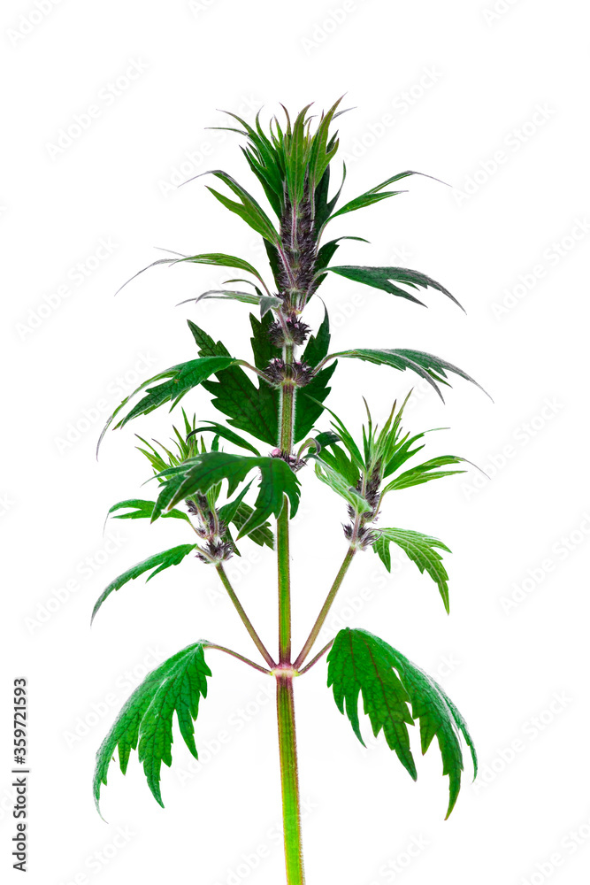 Medicinal plant motherwort.Flowering herb Leonurus cardiaca or motherwort on a white background, selective focus.A sprig of motherwort for the treatment of blood pressure and heart disease. Medicinal plant motherwort.Flowering herb Leonurus cardiaca or motherwort on a white background, selective focus.A sprig of motherwort for the treatment of blood pressure and heart disease.