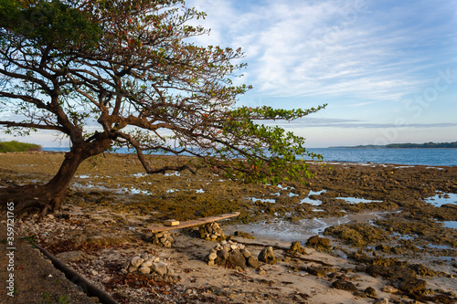 tree on the shore