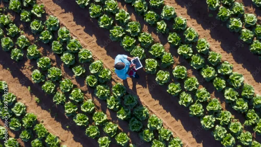 High aerial zoom out circular view of a Black African female farmer using a digital tablet monitoring vegetables on large scale vegetable farm