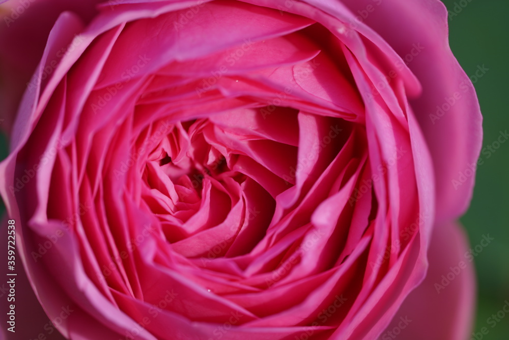 Rose Rose