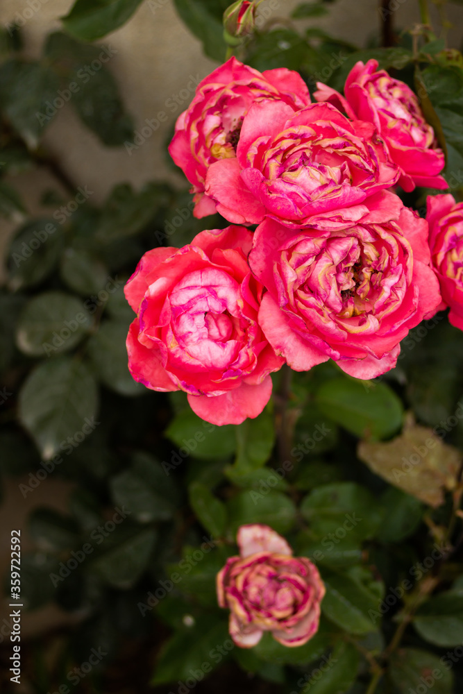 Pink rose bushes begin to fade in the sun and dry out Pink rose bushes begin to fade in the sun and dry out