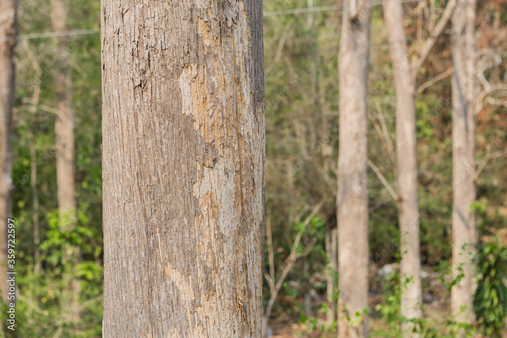 Teak Trees in Thailand precious hardwoods one of the last major areas of tropical forest in Asia Teak Trees in Thailand precious hardwoods one of the last major areas of tropical forest in Asia