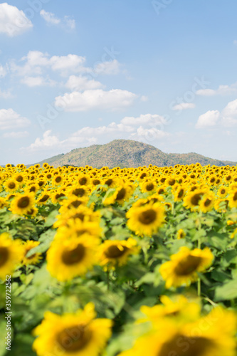 field of sunflowers in the summer 