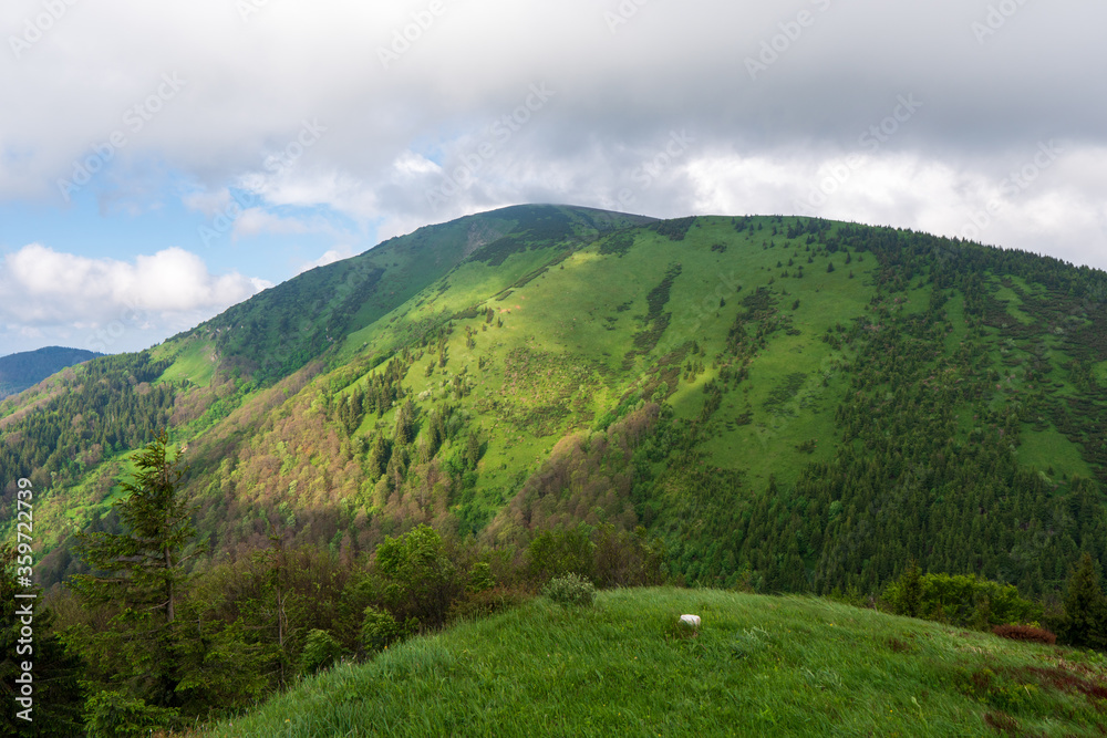 Forested mountain slope in low lying cloud with the evergreen conifers shrouded in mist in a scenic landscape view. Slovakia Stoh Little Fatra.