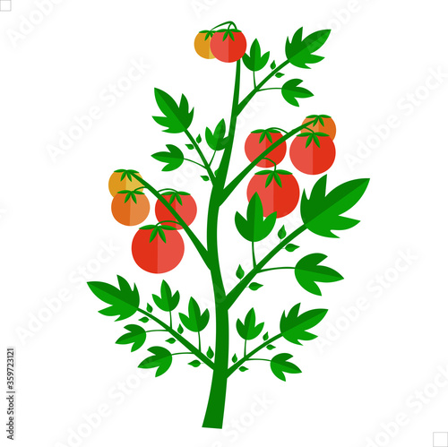 bush with tomatoes. Vegetation in the garden. Growing vegetables. Tomato on the branches.