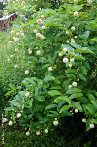 The deciduous native shrub known as common buttonbush (Cephalanthus occidentalis) in flower photo