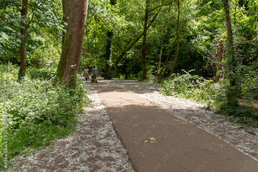 Fototapeta premium Public Forest