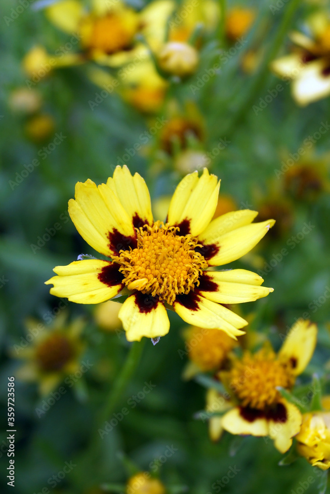 Vertical image of the bicolor flowers of 'Big Bang Cosmic Eye' coreopsis (Coreopsis 'Big Bang Cosmic Eye'), a sun-loving perennial Vertical image of the bicolor flowers of 'Big Bang Cosmic Eye' coreopsis (Coreopsis 'Big Bang Cosmic Eye'), a sun-loving perennial