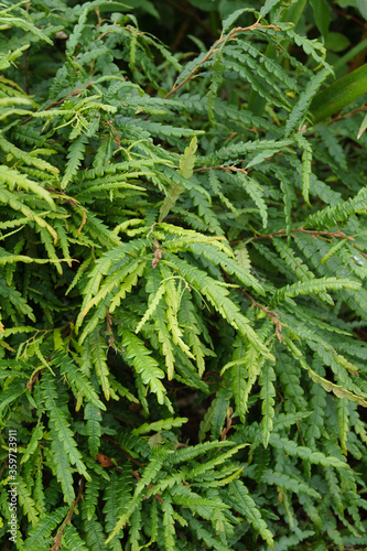 The foliage (leaves) of the ground-covering deciduous shrub known as sweetfern or sweet fern (Comptonia peregrina)