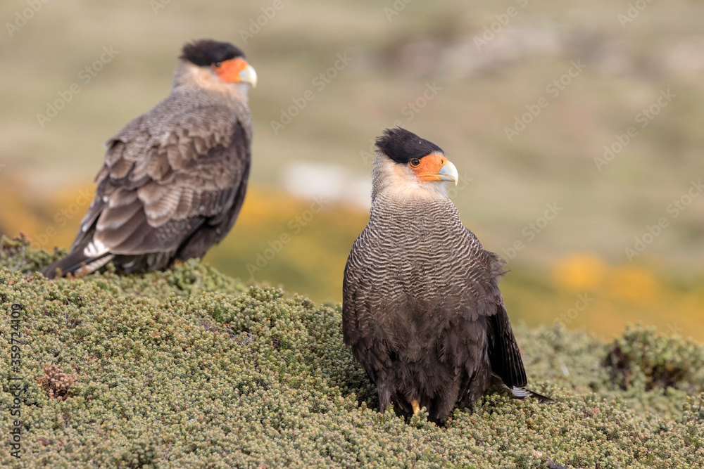 Fototapeta premium Crested Caracara breeding pair