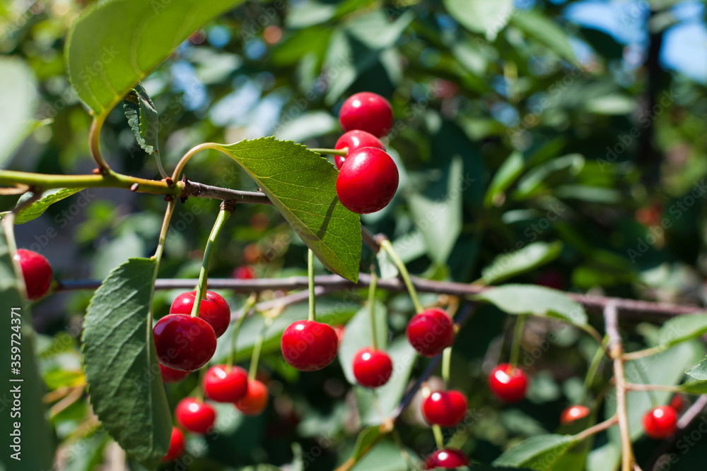 Obraz premium Ripe red cherry on a tree on a summer day