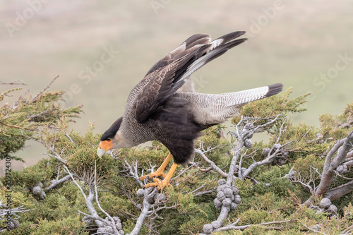 Adult Crested Caracara stretching photo