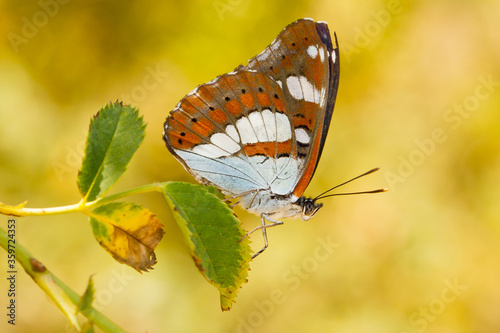 Limenitis reducta, mariposa blanca y rojiza sobre la hoja con fondo amarillo. photo