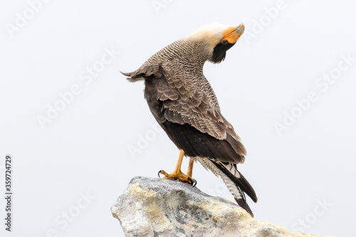 Adult Crested/ Southern Caracara displaying
