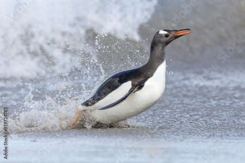 Gentoo Penguin running ashore