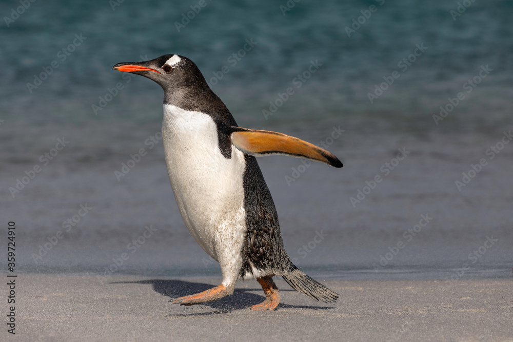 Naklejka premium Gentoo Penguin walking on beach