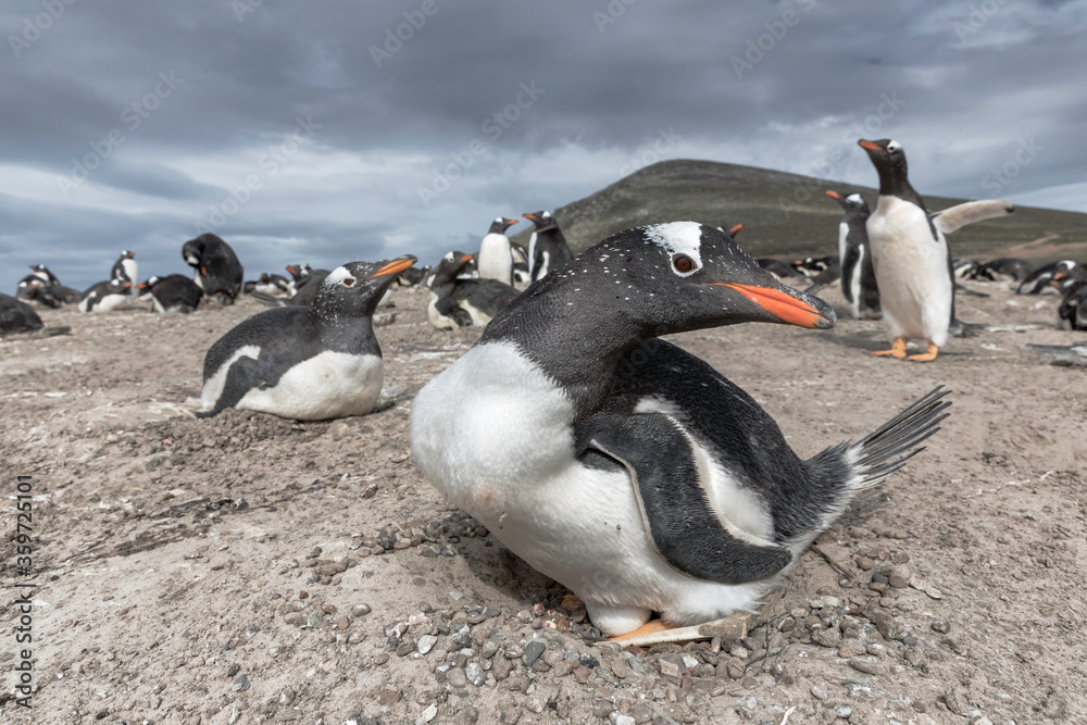 Naklejka premium Gentoo Penguin on nest incubating