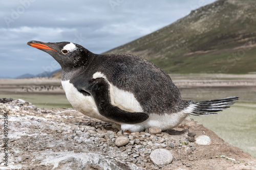 Gentoo Penguin on nest incubating