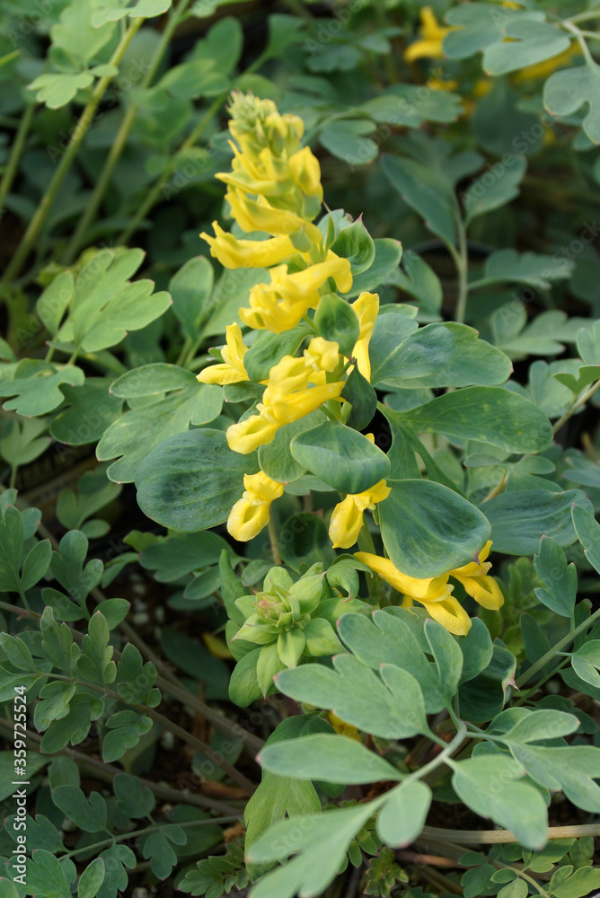 Fototapeta premium Vertical closeup of the flowers and foliage of 'Canary Feathers' corydalis (Corydalis 'Canary Feathers')