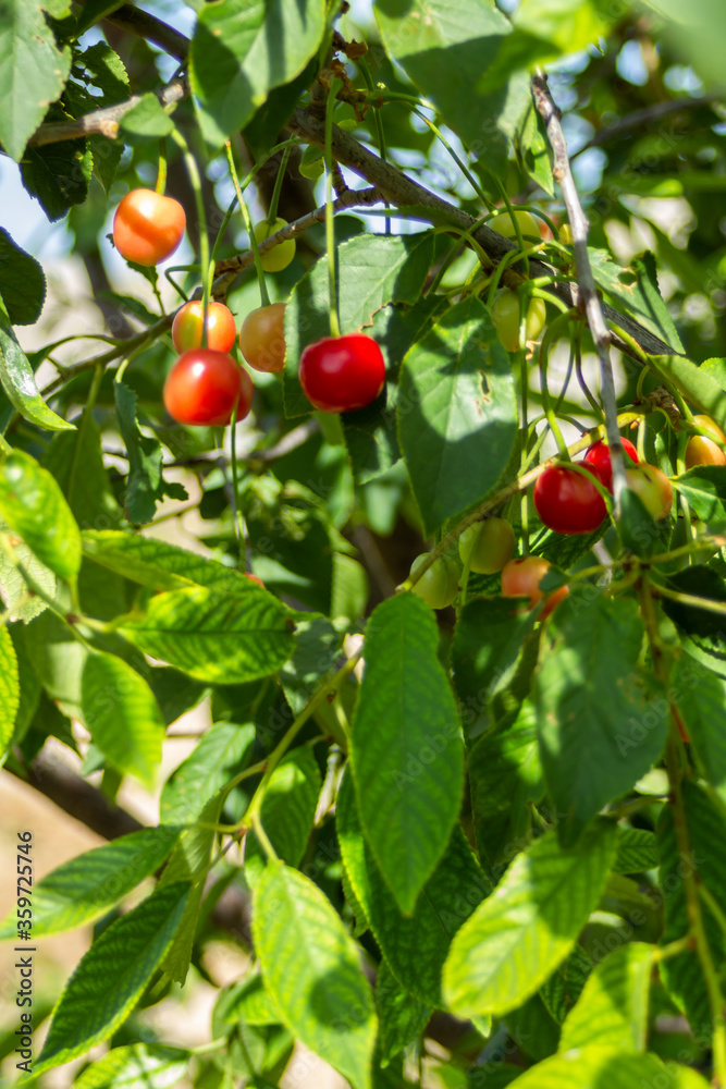 Red cherries are just starting to ripen, the leaves are still very light green
