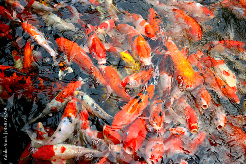 Many beautiful koi fish in the pond