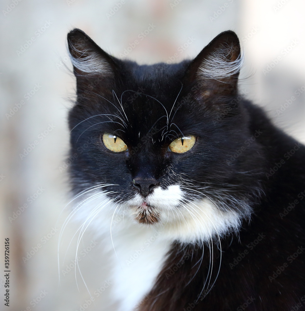Portrait of a black-and-white yellow-eyed cat