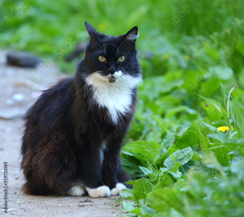 A black and white cat sits on the ground near the green grass