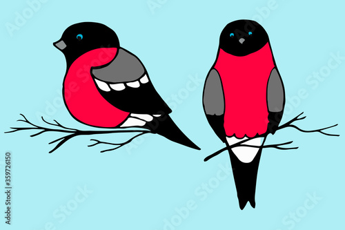 two bullfinches on the branches. Side and straight. Winter bird illustration