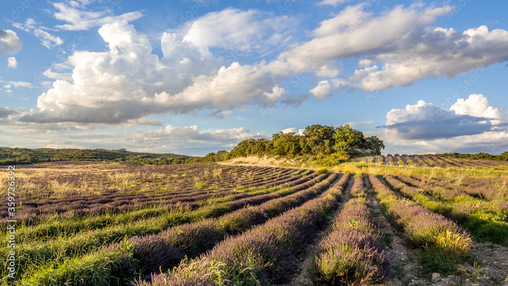 lavender fields at dusk, in Provence