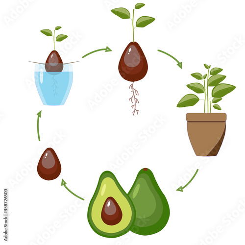 Cycle of growth of avocado on a white background.  Seed, sprout, seedling, tree, fruit with seeds. Vector icon of avocado green. Vegetarian food illustration in flat style. Growing plants at home.