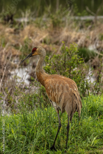 Fotografie Sand hill Crane