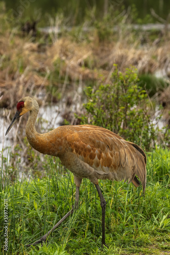 Obraz na płótnie Sandhill Crane at marsh edge.