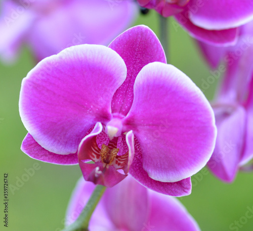Orchid  e