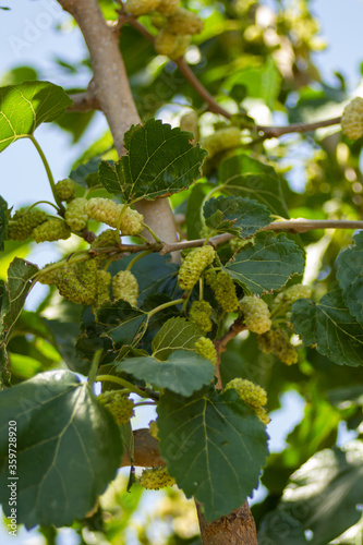 In hot summer sunny weather, white mulberry begins to ripen on a tree