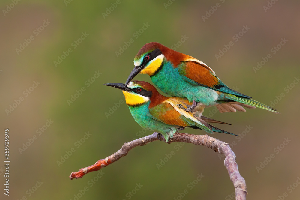 Couple of european bee-eater, merops apiaster, copulating on a twig in mating season. Concept of love between two wild colorful birds in nature. Animal reproduction.