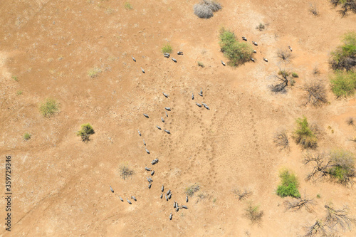 Aerial view of a herd of Burchell's zebras (Equus quagga) in the Shompole conservancy area in the Great Rift Valley, near Lake Magadi, Kenya.