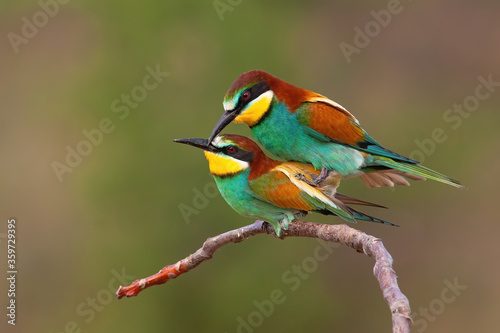 Εκτύπωση καμβά Couple of european bee-eater, merops apiaster, copulating on a twig in mating season