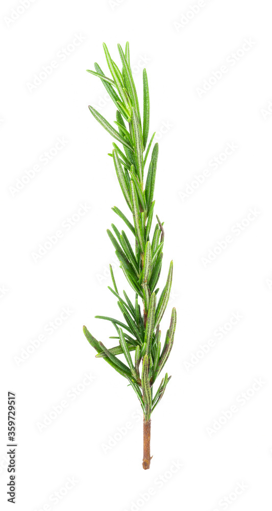 Rosemary isolated on white background Rosemary isolated on white background