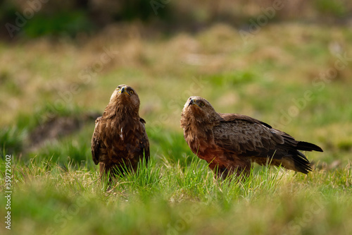Two lesser spotted eagles, clanga pomarina, looking upwards on a glade with green grass in wilderness. Couple of wild bird observing sky. Animal wildlife in nautre.