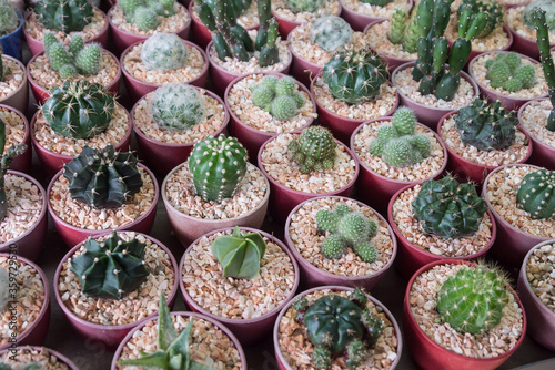 little various cactus and succulent plants in on small pot, plant for decoration. © cattyphoto