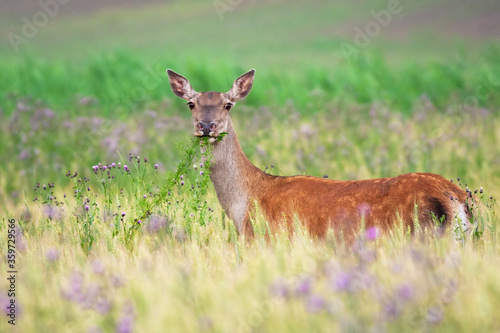 Fototapeta Naklejka Na Ścianę i Meble -  Red deer hind feeding on agricultural field in summer nature. Animal wildlife grazing from side view with green plant in mouth. Wild mammal standing in tall vegetation.