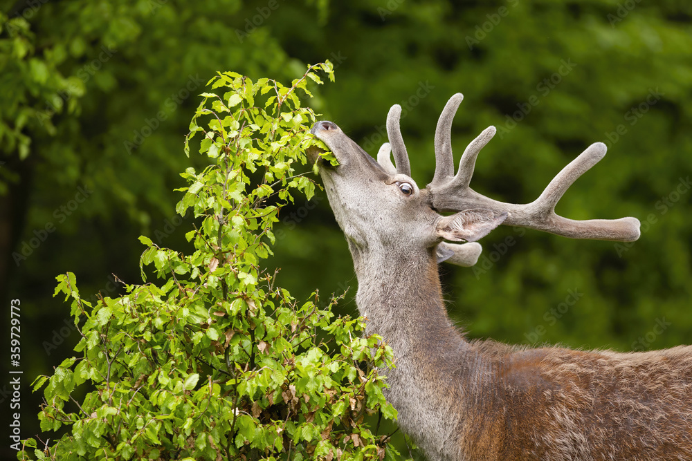 red deer, cervus elaphus, stag with antlers in velvet stretching neck and grazing in forest. Wild fauna of Europe feeding with green foliage in summertime.