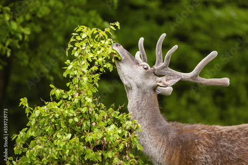 Obraz na płótnie red deer, cervus elaphus, stag with antlers in velvet stretching neck and grazing in forest. Wild fauna of Europe feeding with green foliage in summertime. w salonie