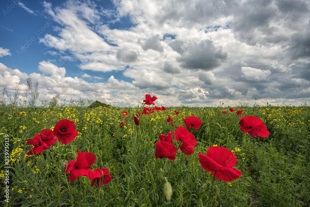 Obraz premium Poppies flowers in a field, among various herbs and flowers, against a blue sky with beautiful white clouds, with shallow depth of field