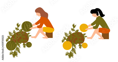 Women harvest watermelons and melons from the melon fields. Girls are sitting and picking fruits. 
autumn abundance time
