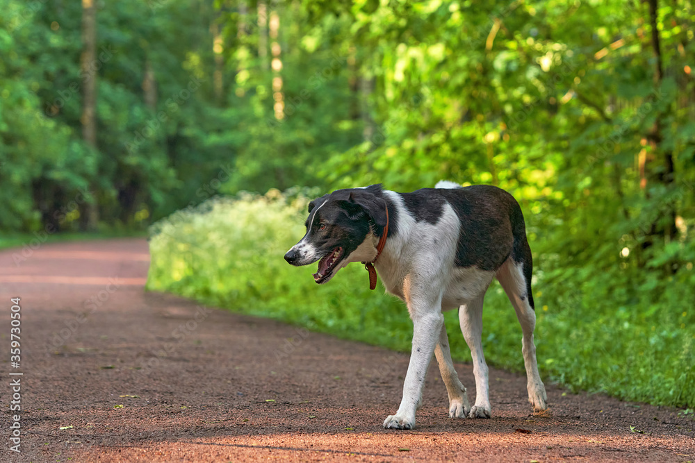 Portrait of a black hunting dog with drop ears. The animal walk in the Park Portrait of a black hunting dog with drop ears. The animal walk in the Park
