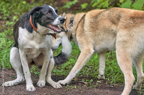Two dogs on a walk, black white and beige hunting Laika