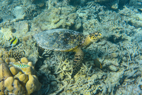 Hawksbill Turtle (Eretmochelys imbricata) swimming across a coral reef in the Maldives © Mark Hunter