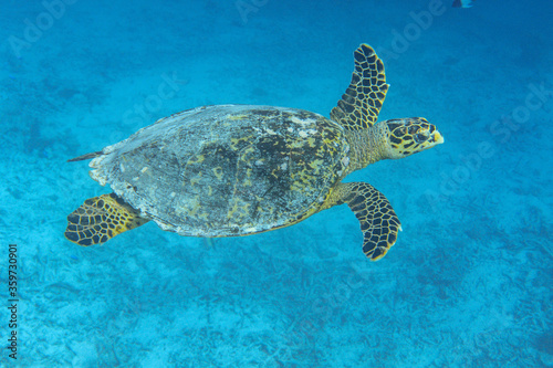 Hawksbill Turtle (Eretmochelys imbricata) swimming across a coral reef in the Maldives